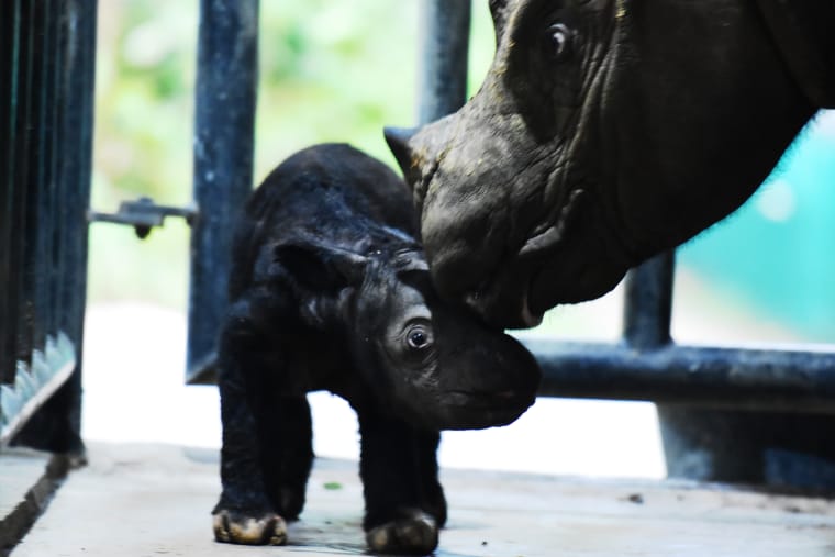 Kleines Nashorn steht in einem Nationalpark-Gebäude, es wird von der Schnauze der Mutter zärtlich berührt