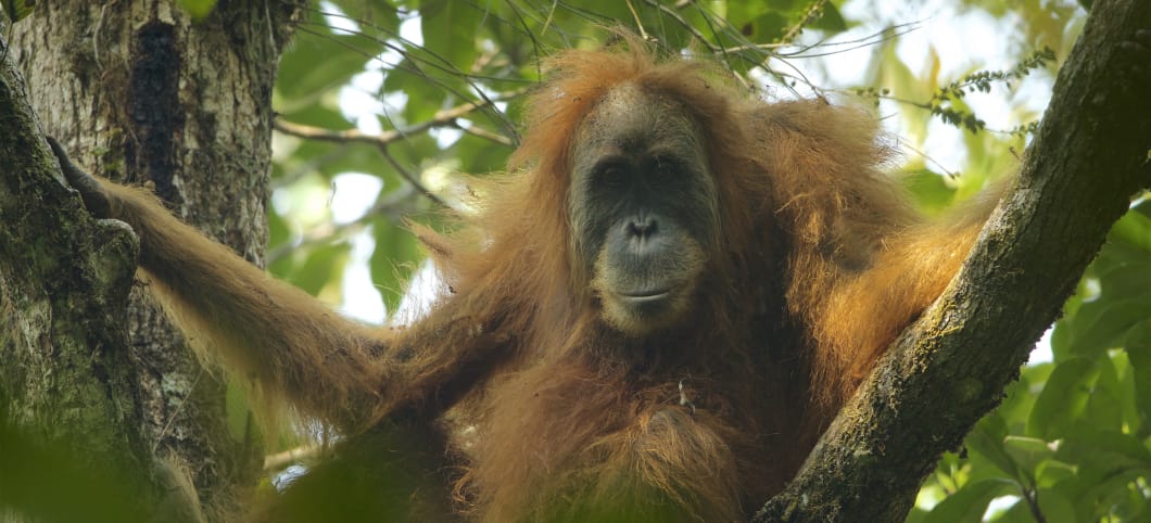 ein großer Orang-Utan sitzt auf dem Ast eines Urwaldbaumes, die roten Haare stehen ihm zu Berge