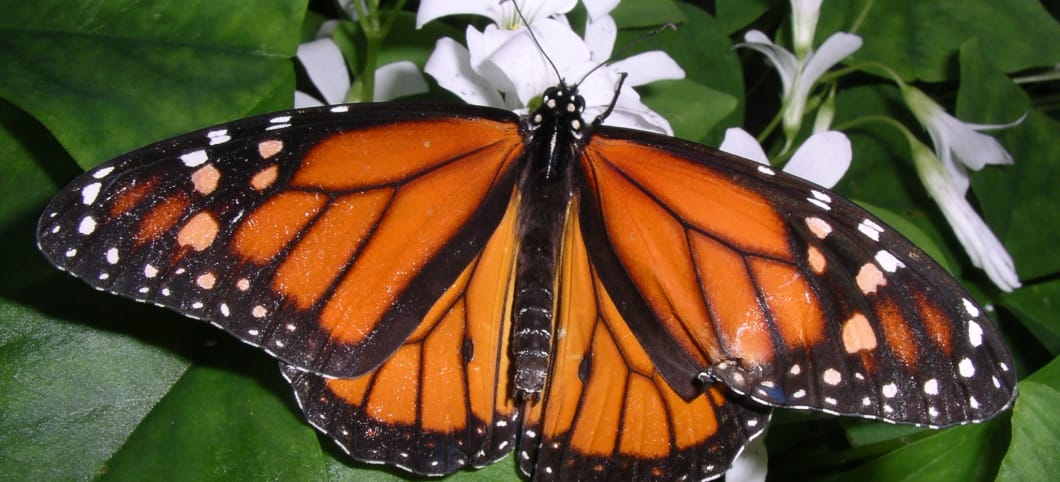 Ein rot-orangefarbener Monarchfalter sitzt auf einer weißen Blüte