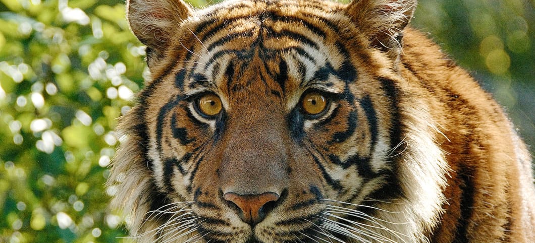 Ein Tiger schaut in die Kamera